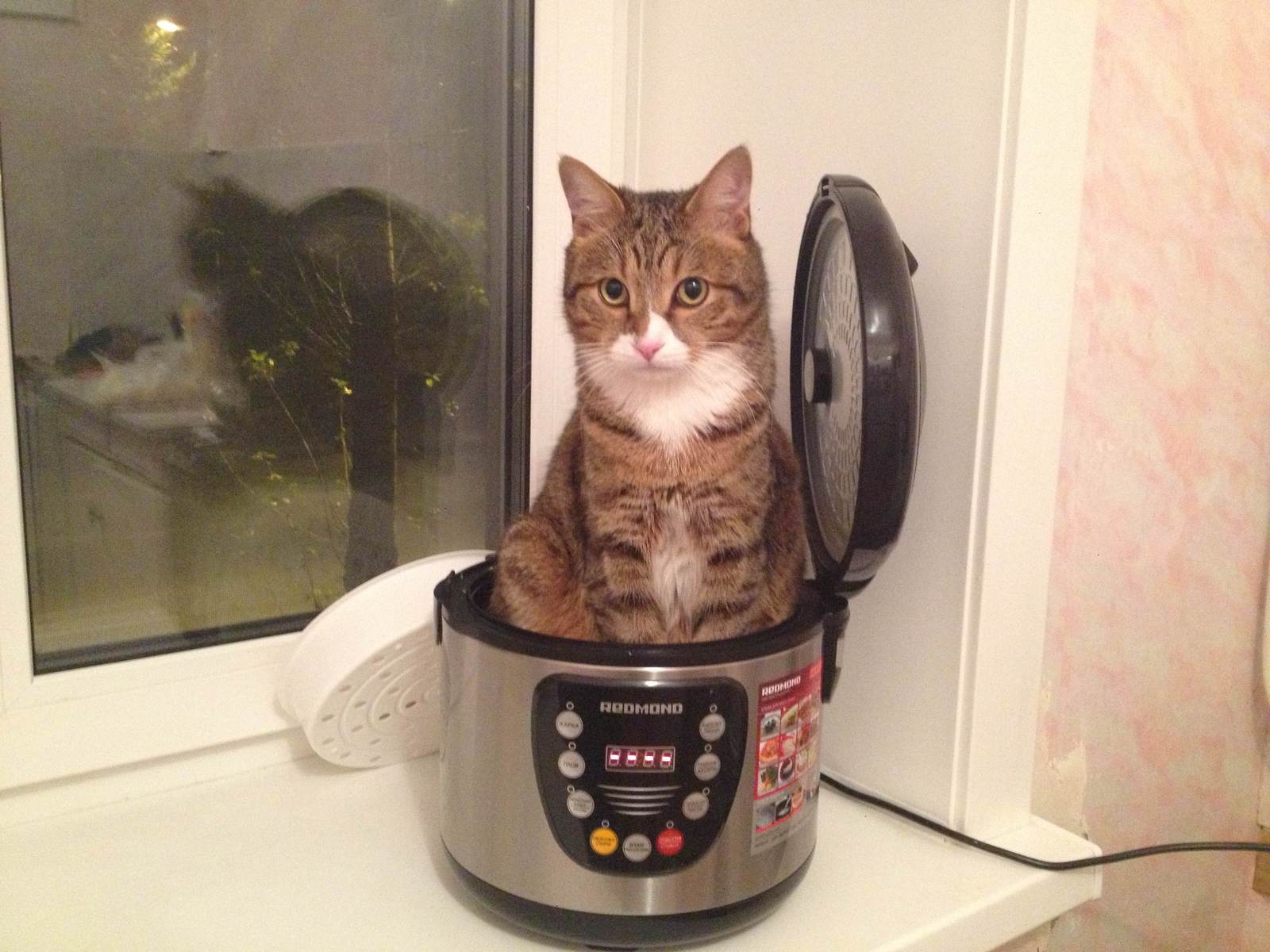 What's for dinner tonight? - cat, Multicooker, , The photo, Dinner