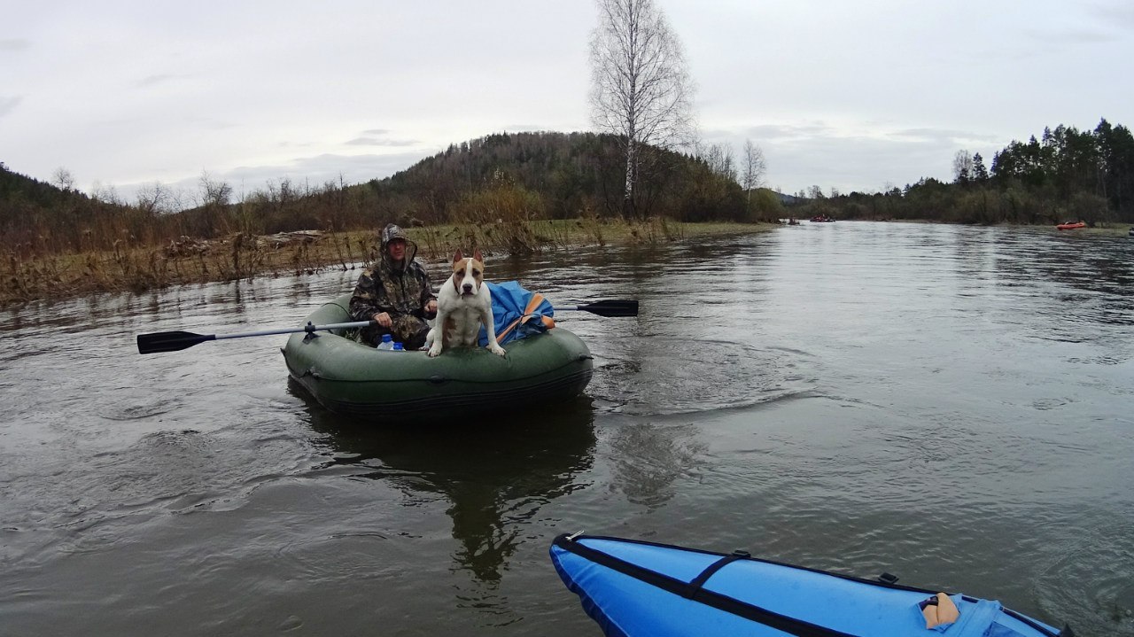 Does your dog like water activities too? - My, Amstaff, , , Hike, , Fighting dog, Dog, Longpost