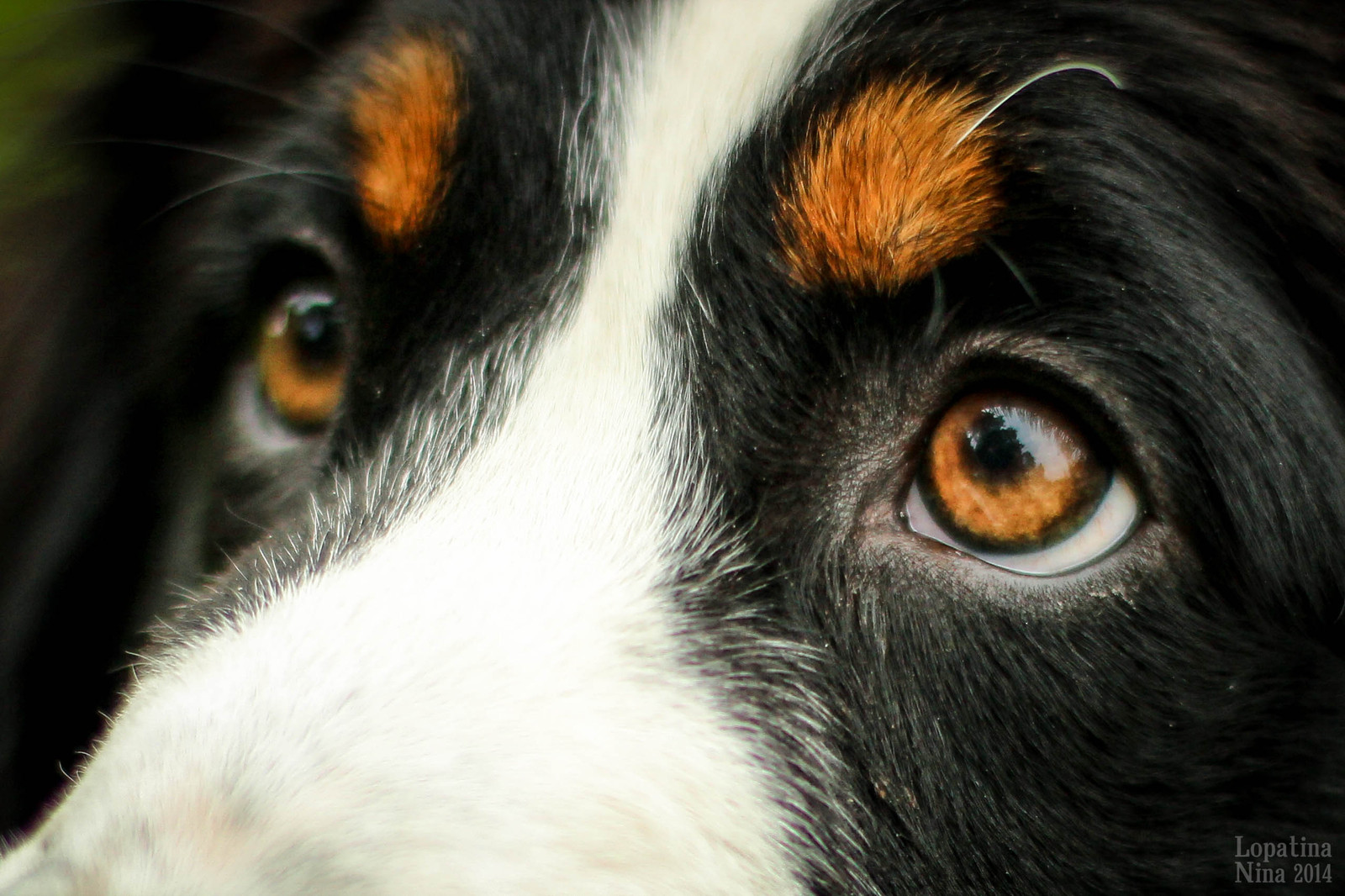 Мраморные глаза у собаки
