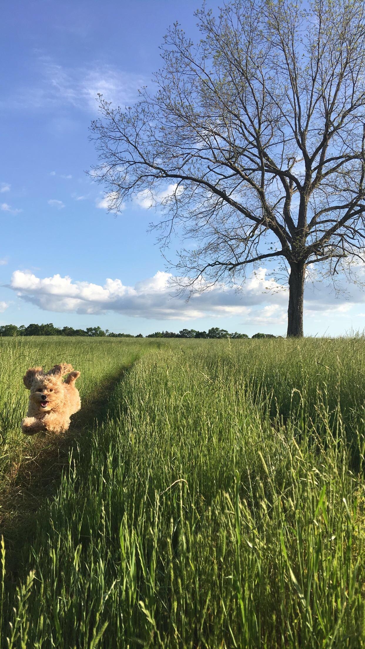 Levitation - Dog, Flight, Field, Happiness