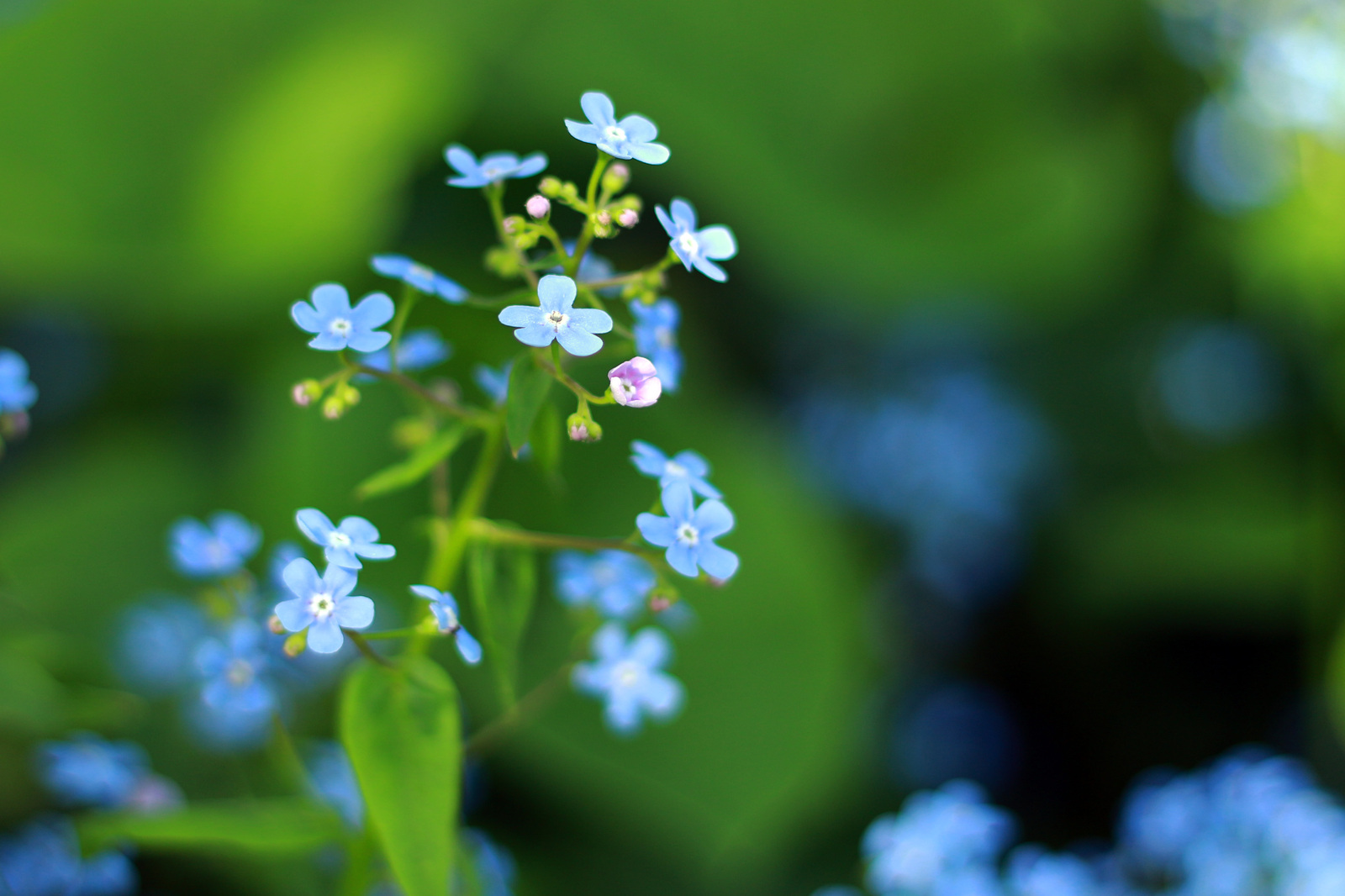 Forget-me-nots - My, The photo, Canon, Canon EF 50mm f18 II