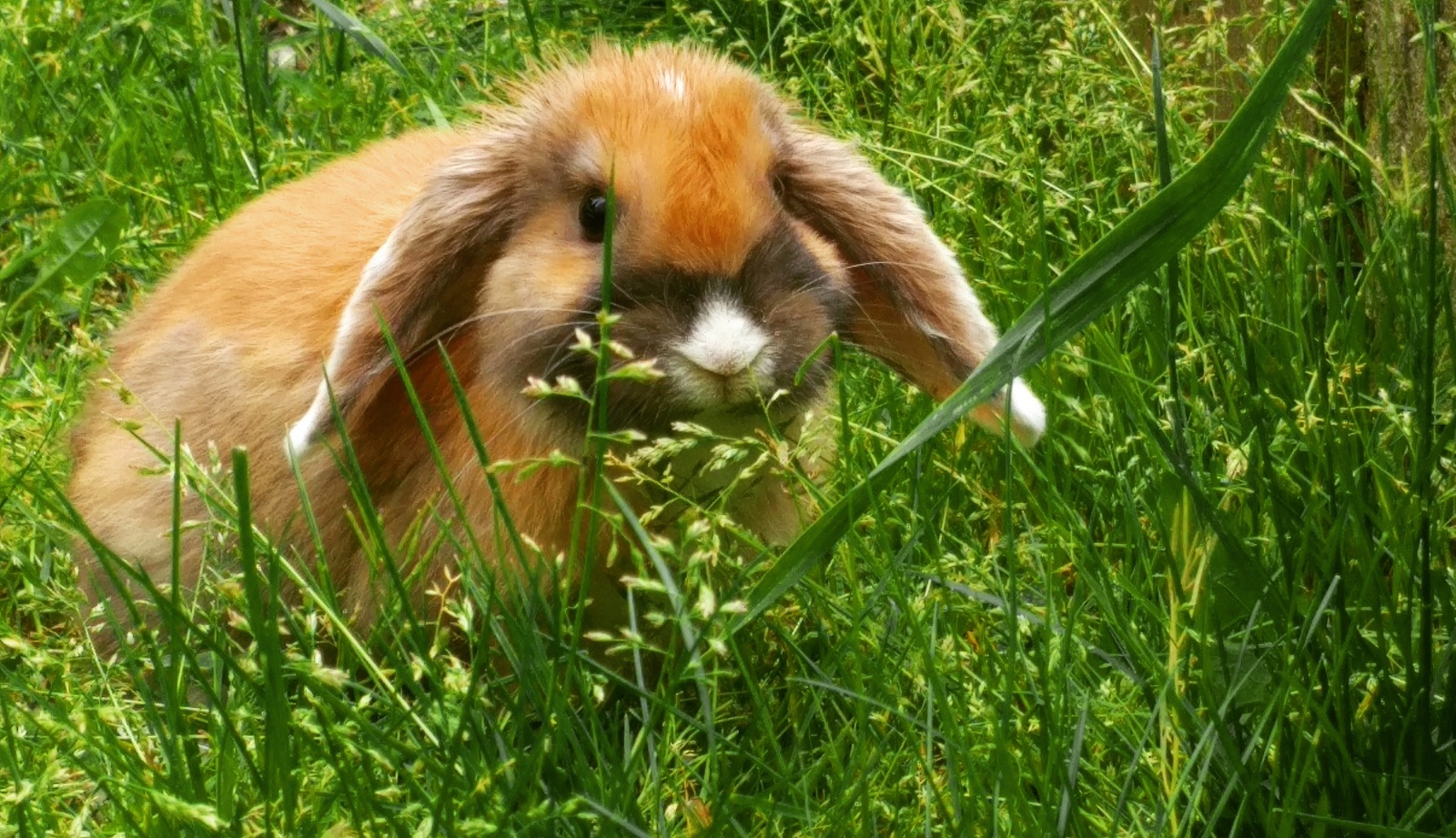 We eat from morning to evening - My, Rabbit, Lop-eared, Milota