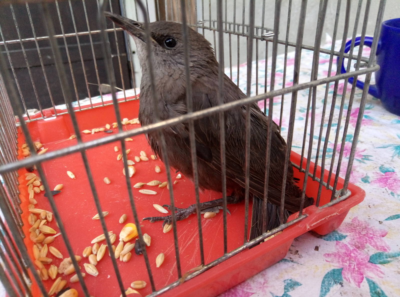 Need help from bird experts - My, Birds, cat, Help, Longpost