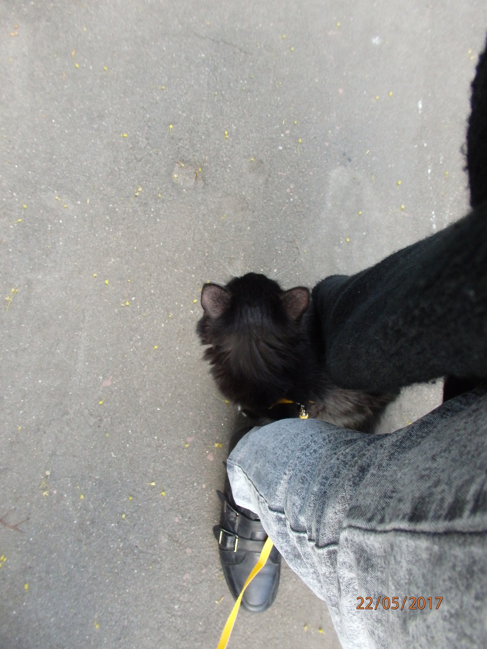 They took the furry creature for a walk for the first time - My, cat, The photo, Longpost