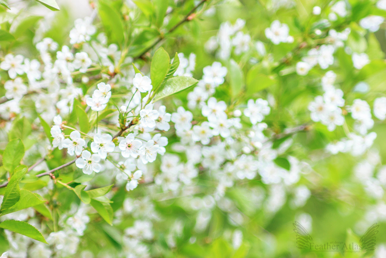 almost summer - My, The photo, May, Nature, Flowers, Birds, Summer is coming, Longpost