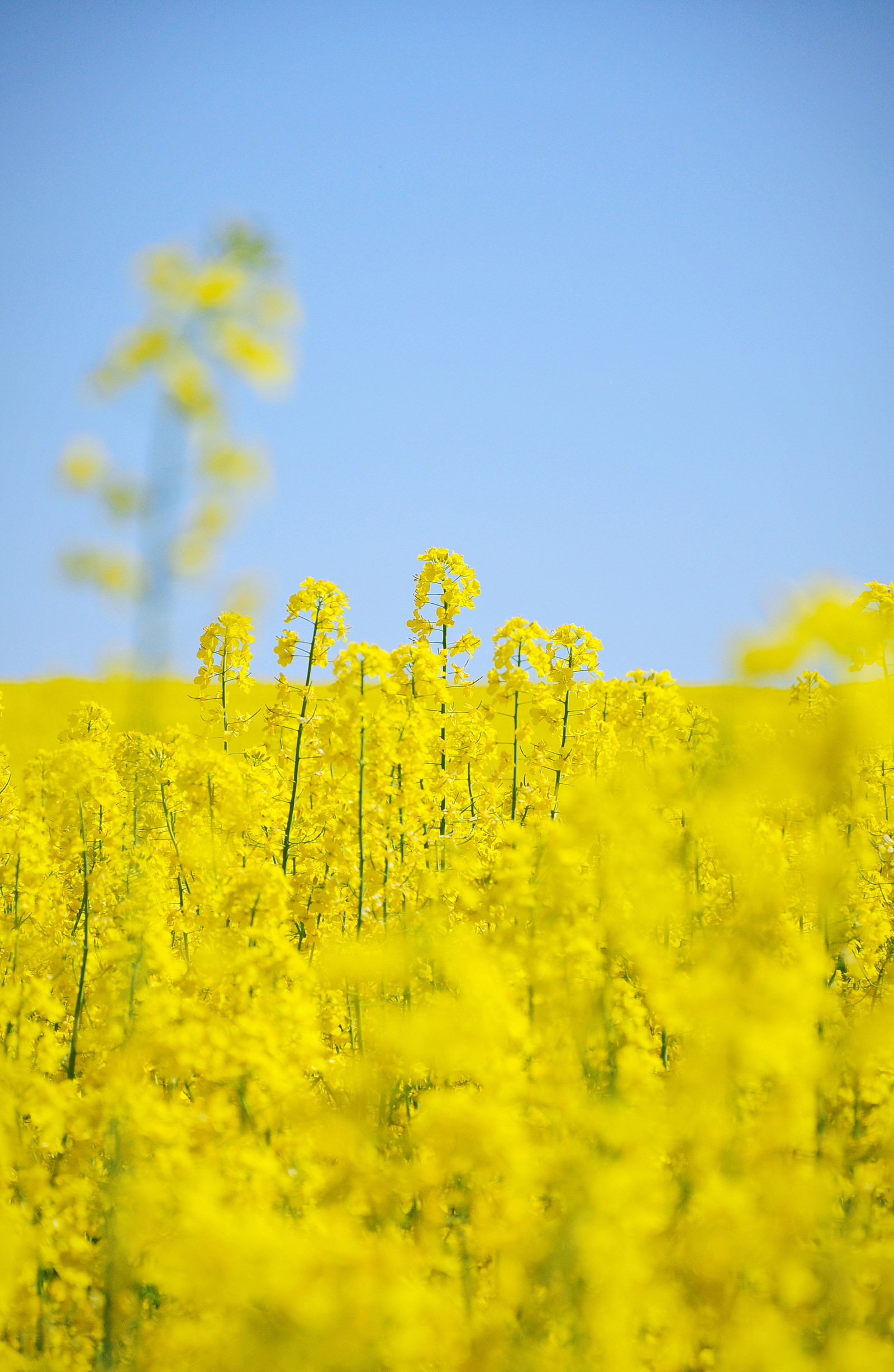 Blooming rapeseed and favorite car :) - The photo, Colza, rapeseed field, , Longpost