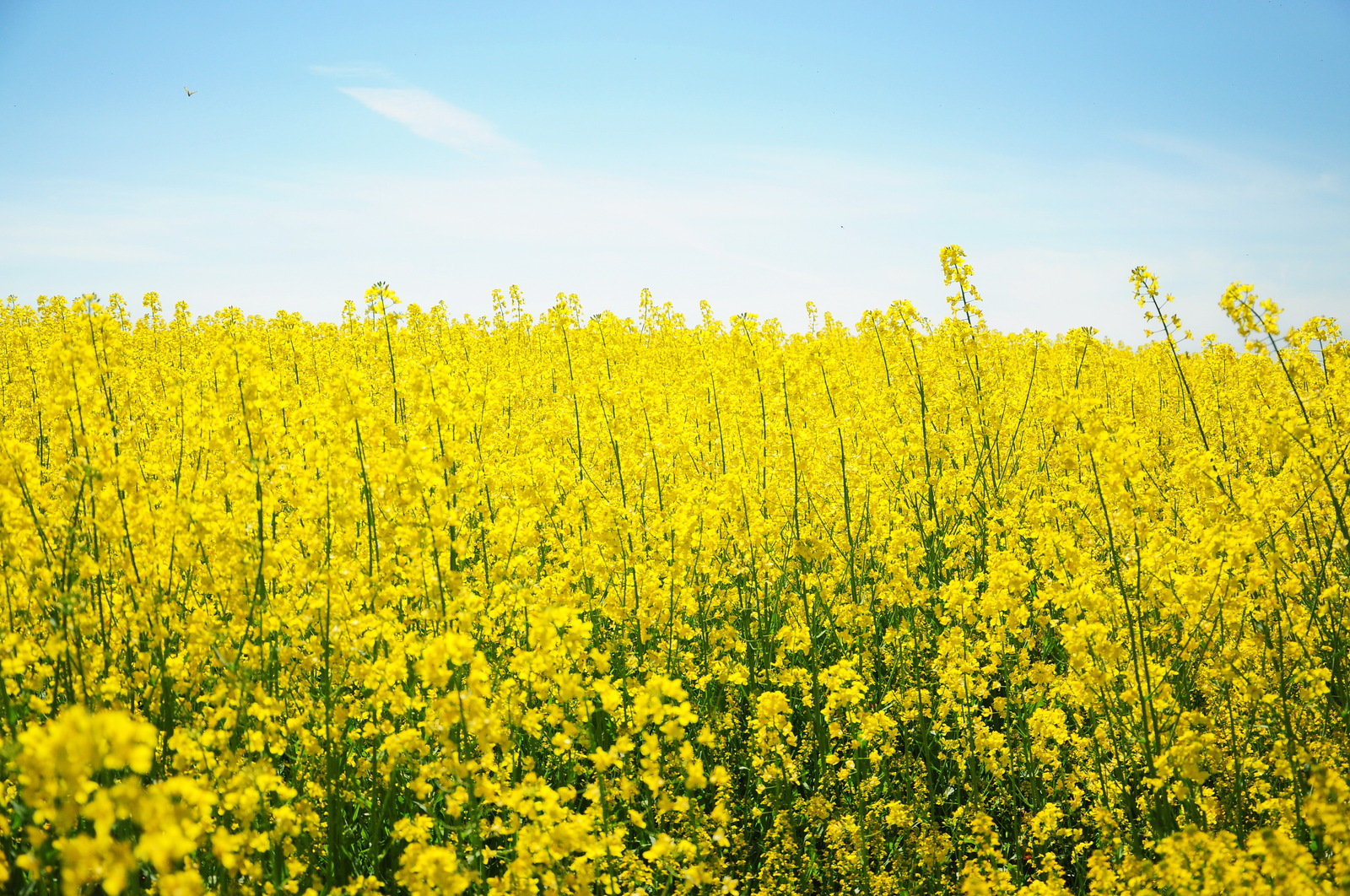 Blooming rapeseed and favorite car :) - The photo, Colza, rapeseed field, , Longpost