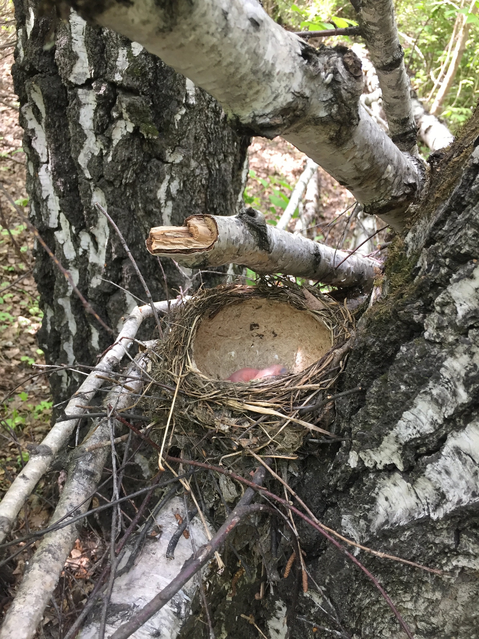 thrushes - My, Bugrinskaya grove, Novosibirsk, Nest, Thrush, Longpost