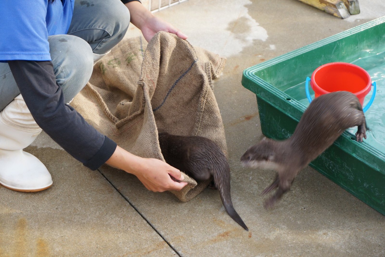 How to properly pack otters - Otter, Otters, Milota, Animals, Longpost