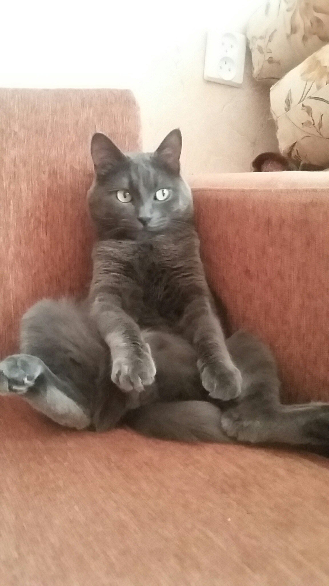 Freeze - cat, Grey, Homemade, The photo, Is sitting, Sofa