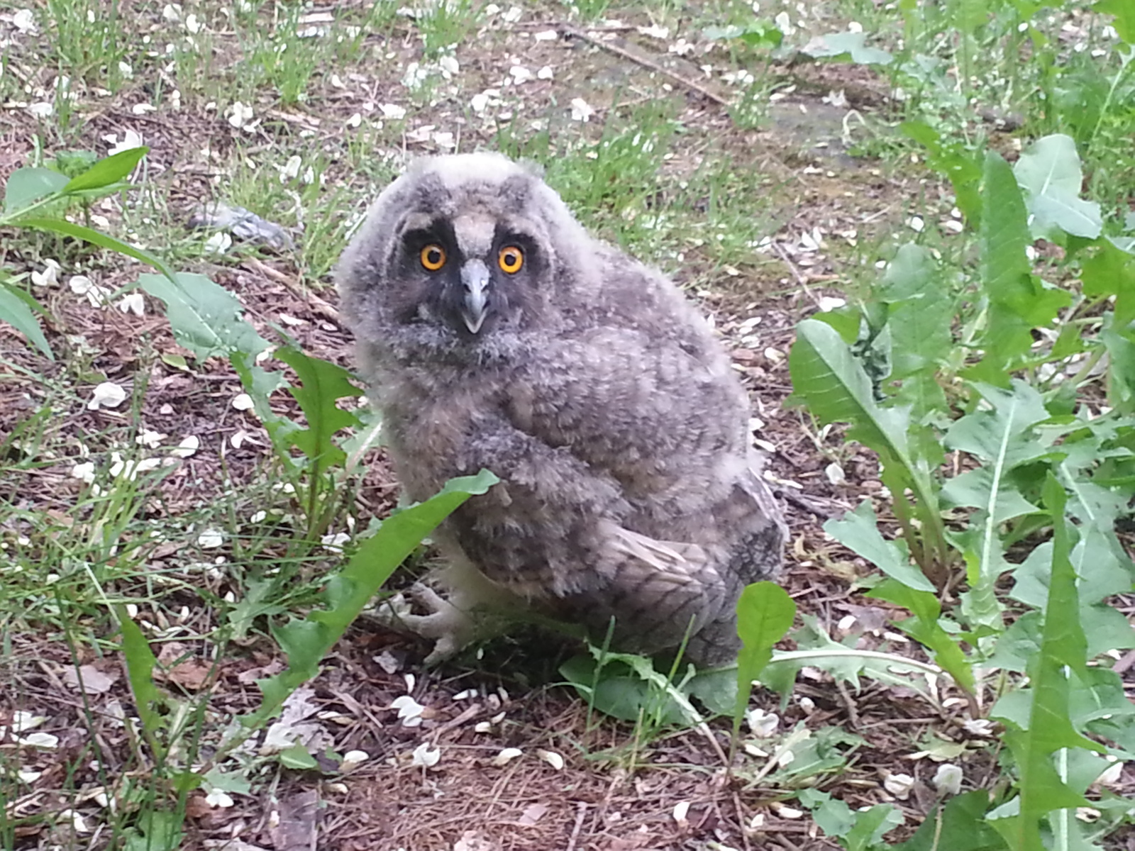 Hello - My, Owl, Meeting