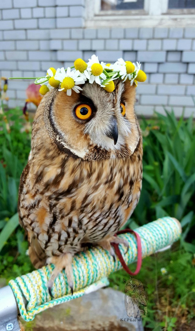 chamomile - My, Owl, Kerby, Spring, Chamomile, Wreath, Birds