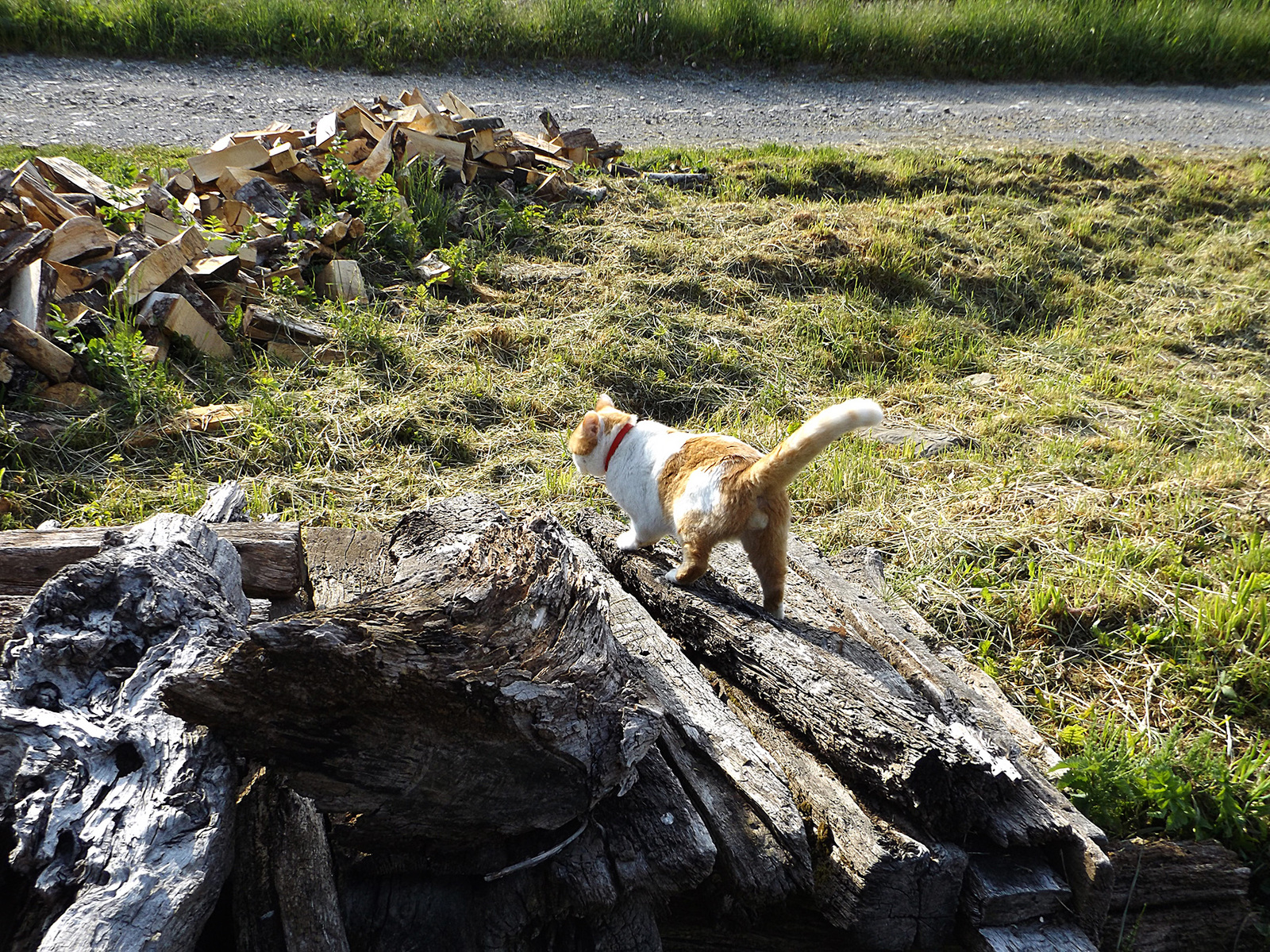 Like a cat in firewood ... for firewood ... walked for firewood) - My, cat, Firewood, My