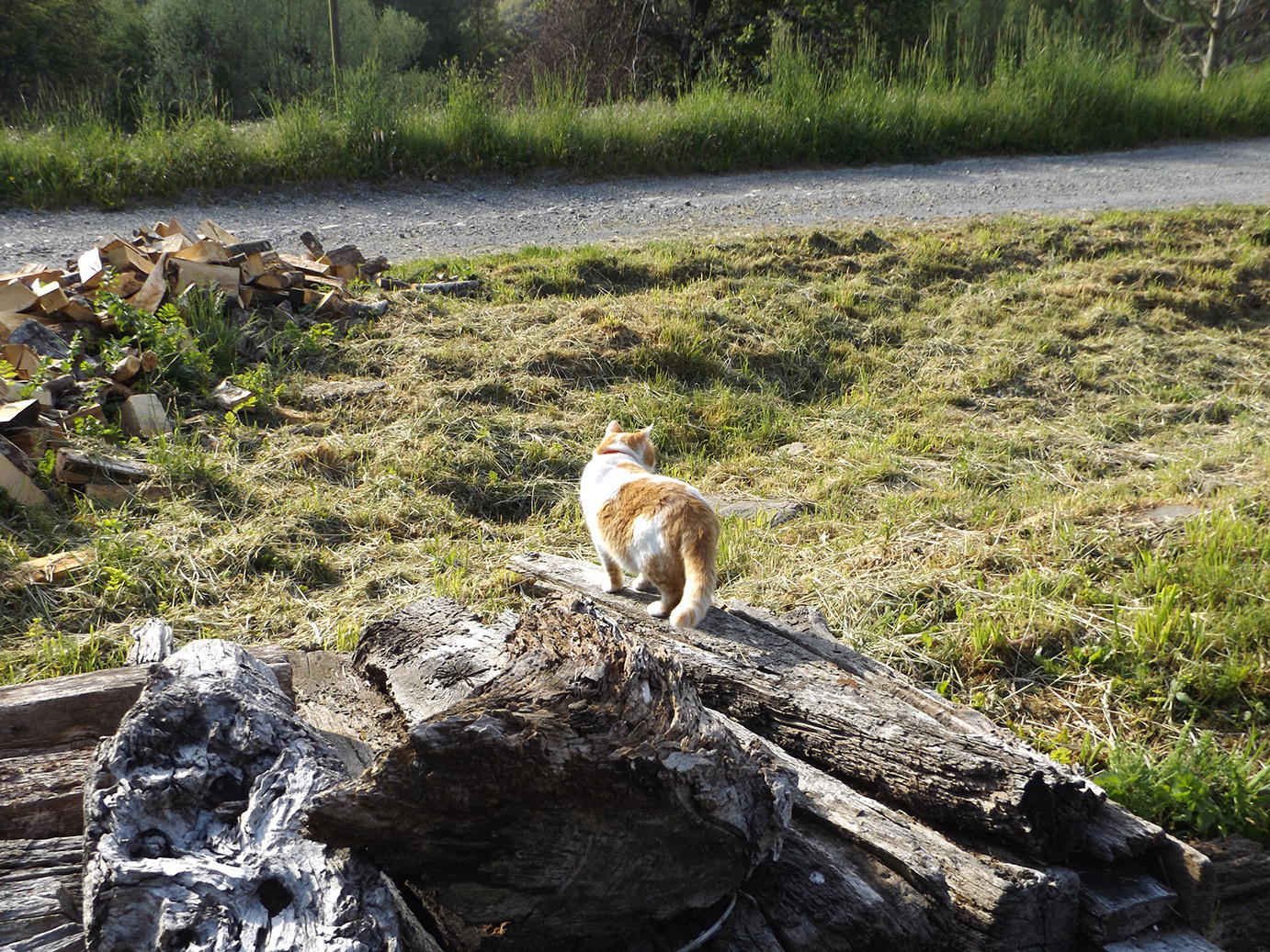 Like a cat in firewood ... for firewood ... walked for firewood) - My, cat, Firewood, My