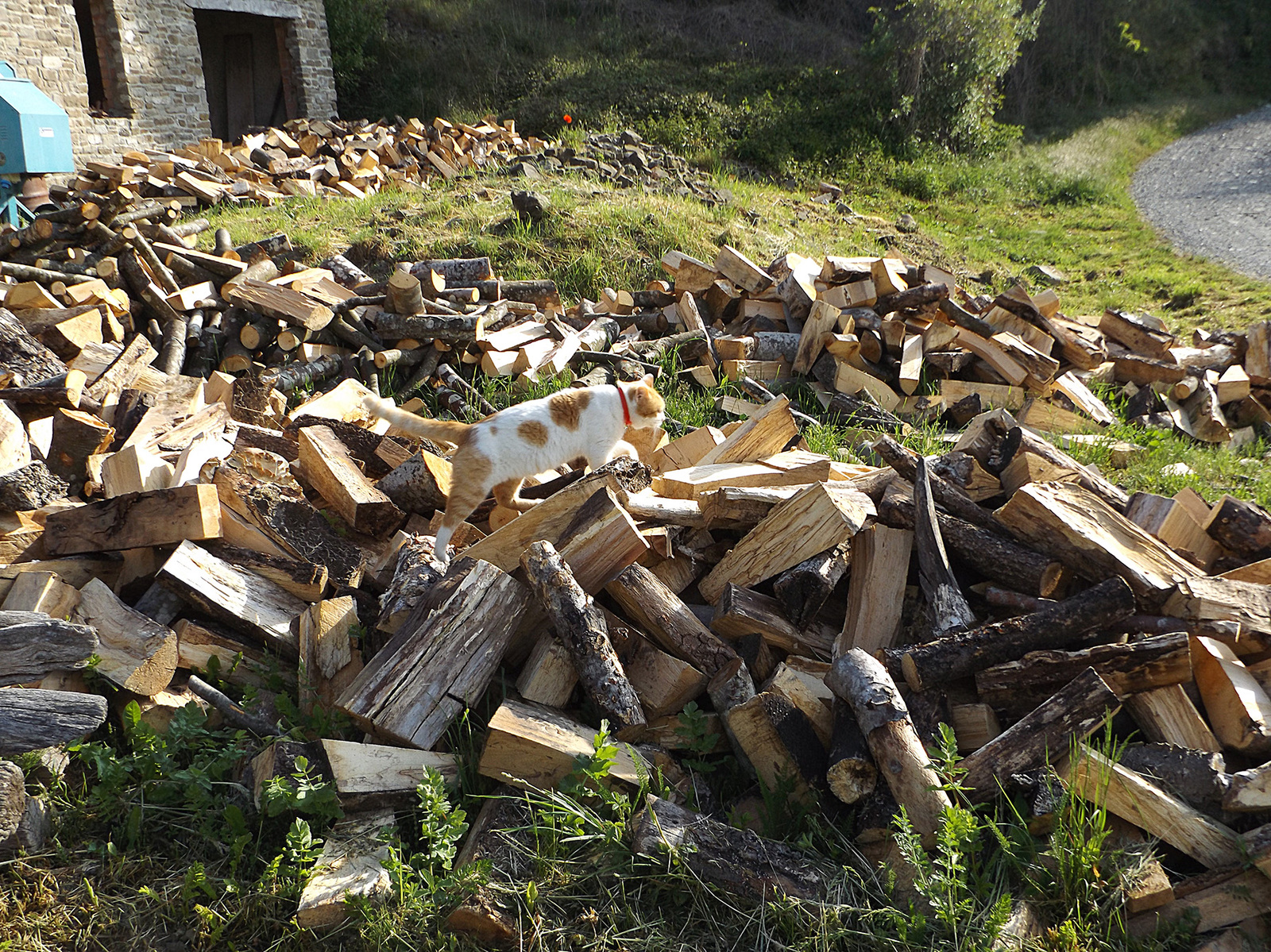 Like a cat in firewood ... for firewood ... walked for firewood) - My, cat, Firewood, My