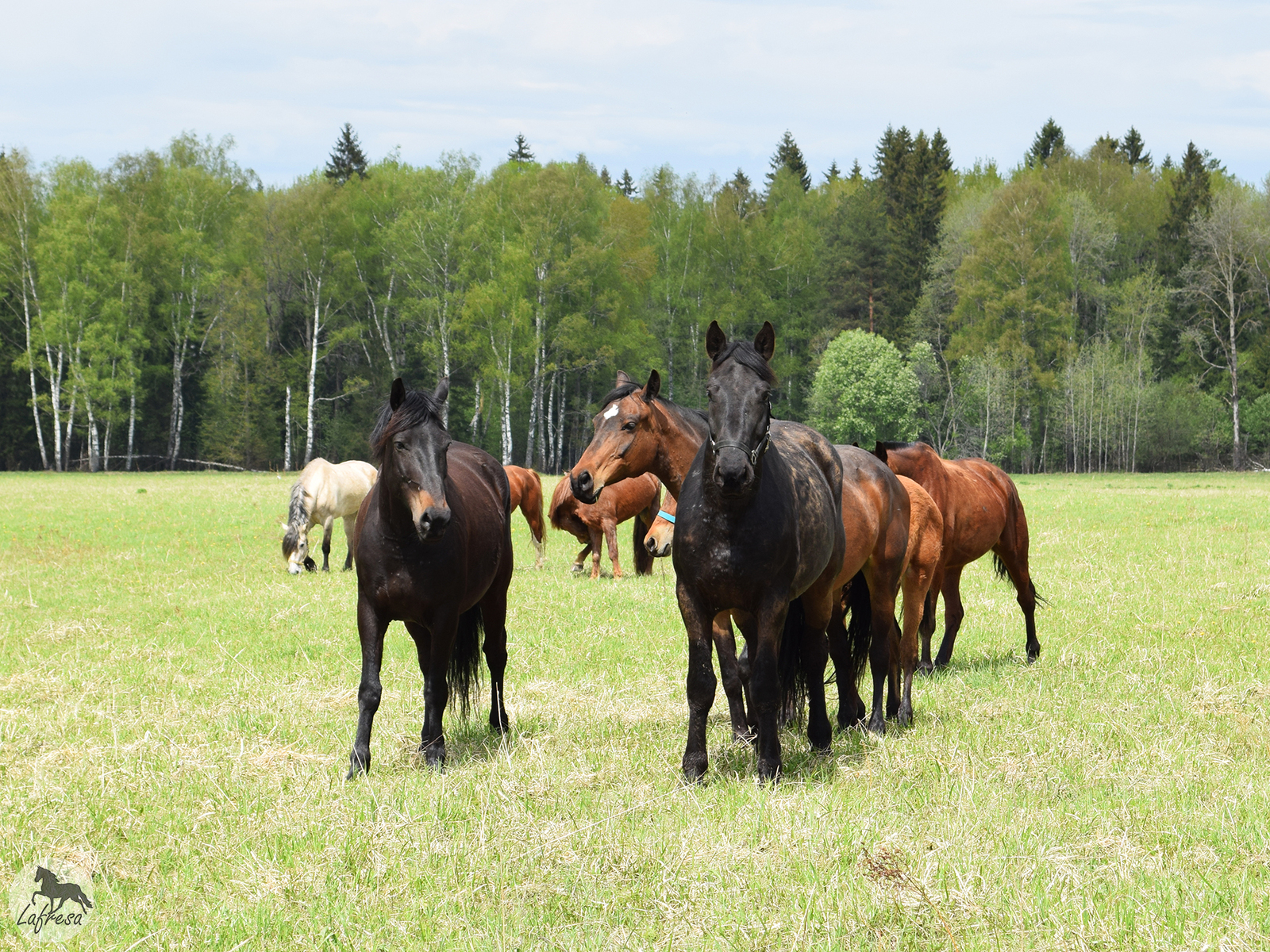 With horses in nature: waiting vs. - My, Horses, The photo, Nature, Animals, Horses, Longpost