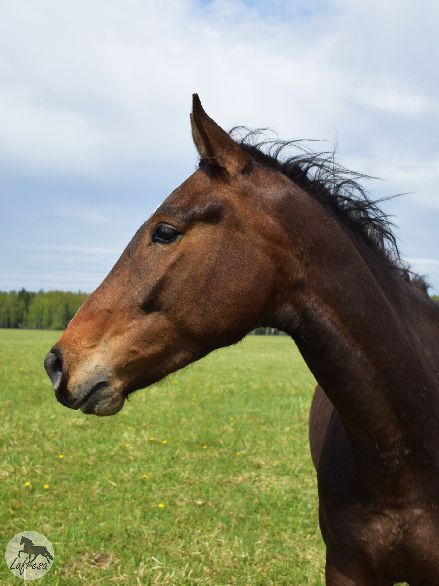 With horses in nature: waiting vs. - My, Horses, The photo, Nature, Animals, Horses, Longpost