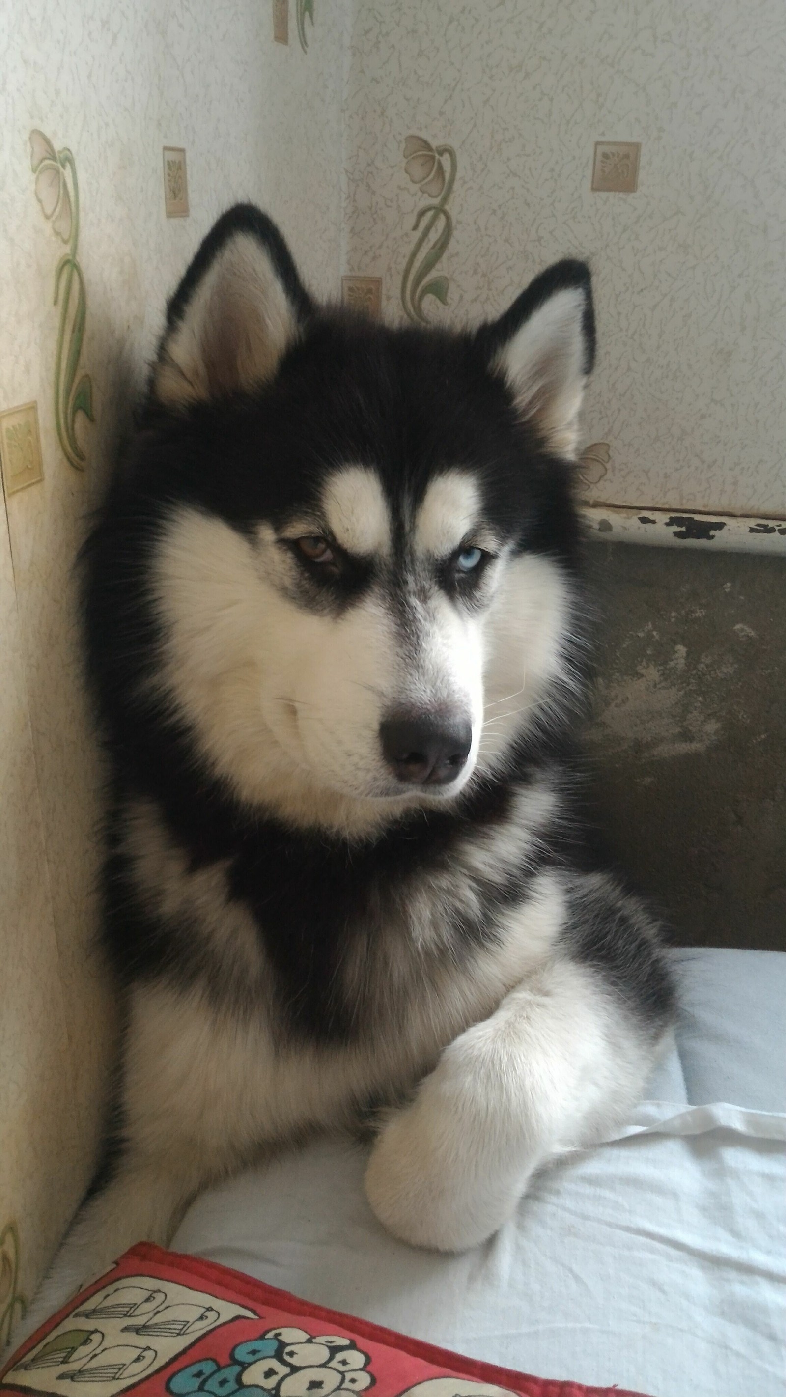 I ask for help from Pikabushnikov from St. Petersburg and Leningrad region - My, Dog, Siberian Husky, The dog is missing, Help, Saint Petersburg, Leningrad region