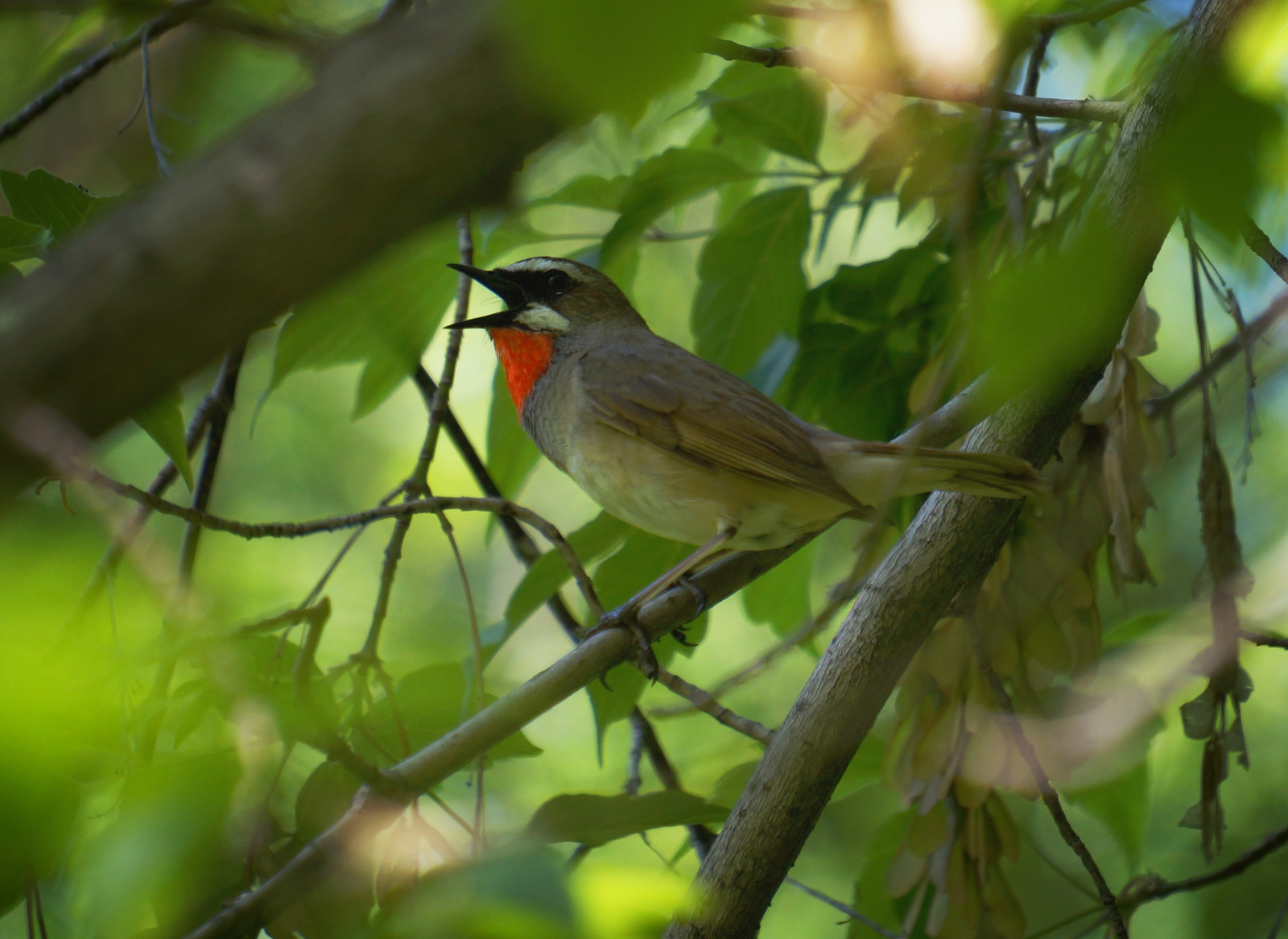 City birds, beautiful and different - My, Birds, Nature, Siberia, Town, Photo hunting, Longpost