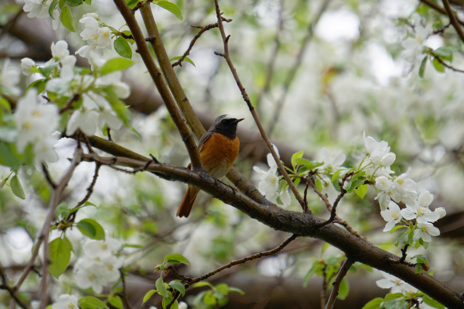 City birds, beautiful and different - My, Birds, Nature, Siberia, Town, Photo hunting, Longpost