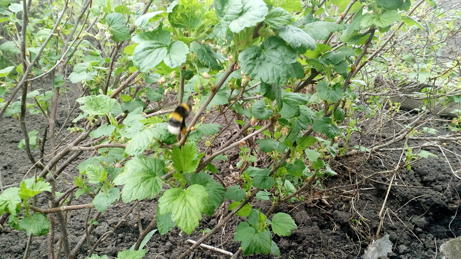 Everyone has sunsets, but I have a bumblebee! - My, Bumblebee, Nature, Garden, Dacha, , Longpost