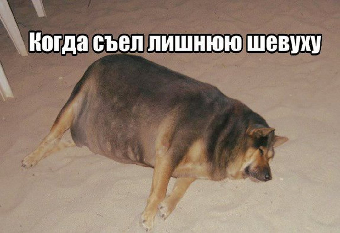 Just an overeaten dog - My, Dog, Milota, Joke, Laugh, Humor, Interesting, Entertainment