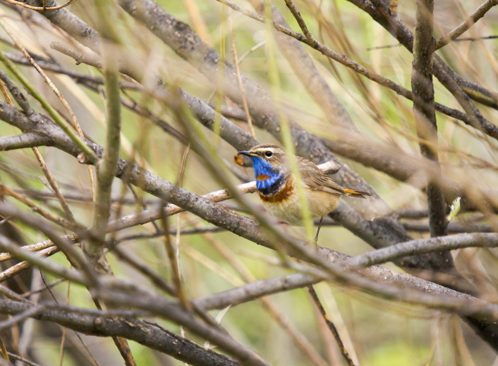 Fieldfare thrush and other birds of the Usaevo village. - My, Photo hunting, wildlife, Bird watching, Longpost