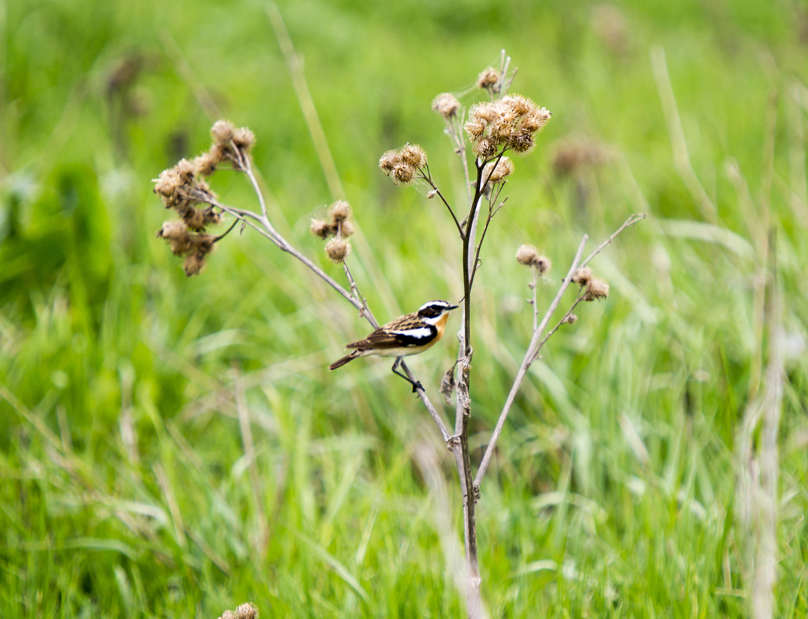 Fieldfare thrush and other birds of the Usaevo village. - My, Photo hunting, wildlife, Bird watching, Longpost