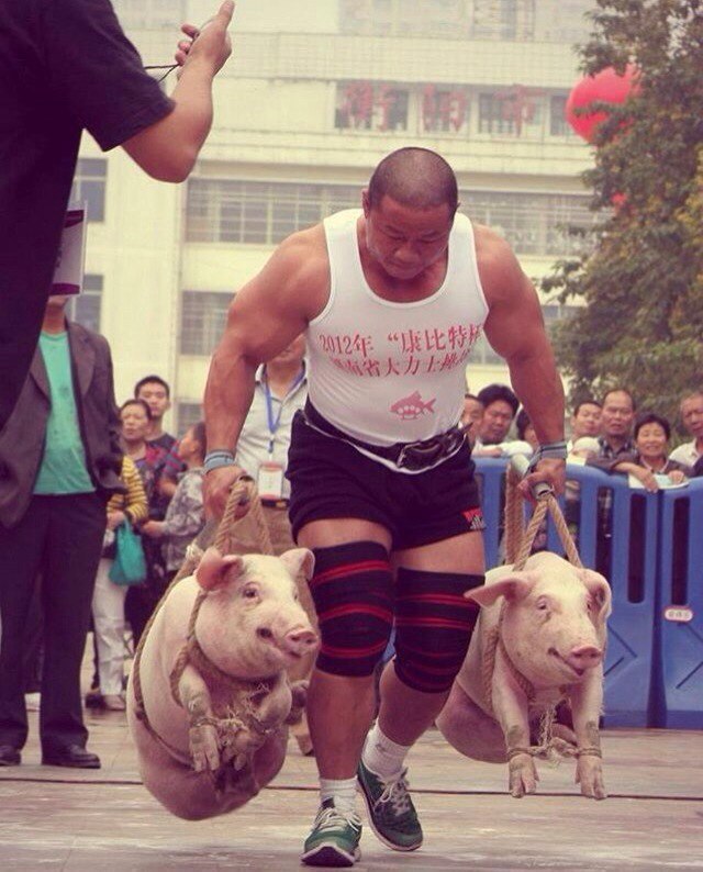 Sports for real men! - Pig, Sport, China, Or not, Weightlifting