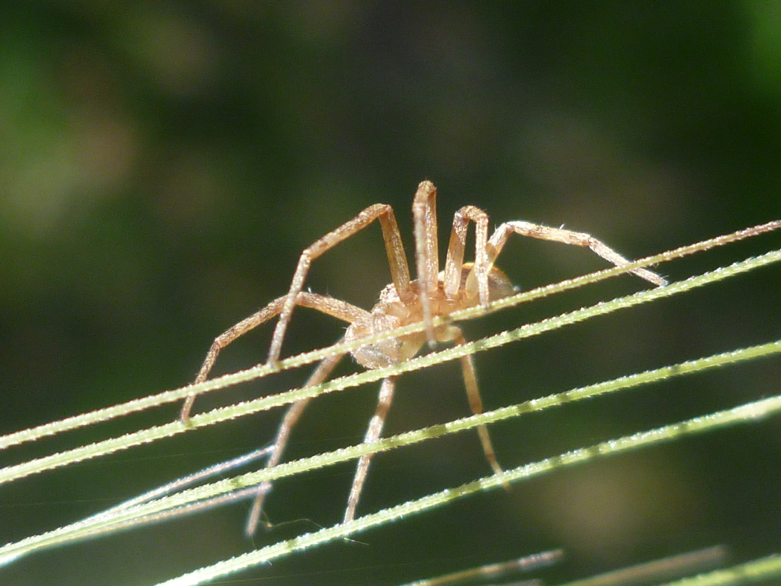 Like notes - My, Spider, Web, Tajikistan