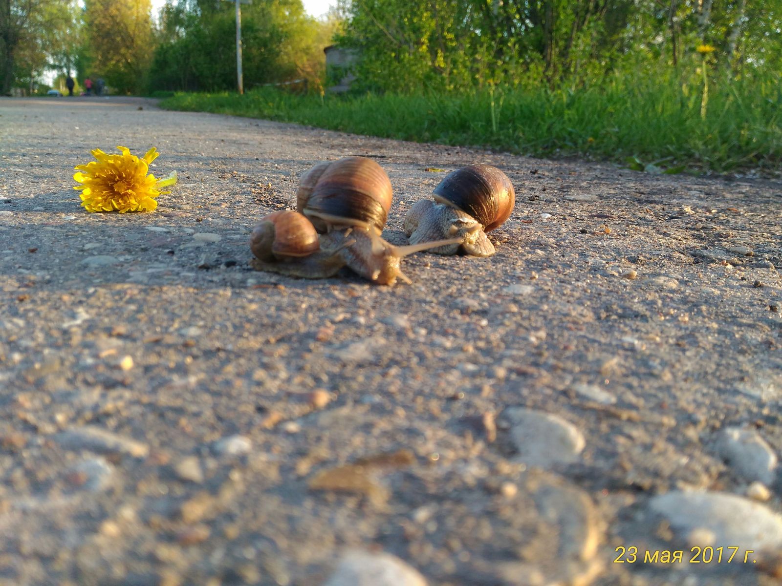 These are the animals that have bred near our house. - My, Achatina, Photo on sneaker, Tver region, Spring, , The photo, Longpost