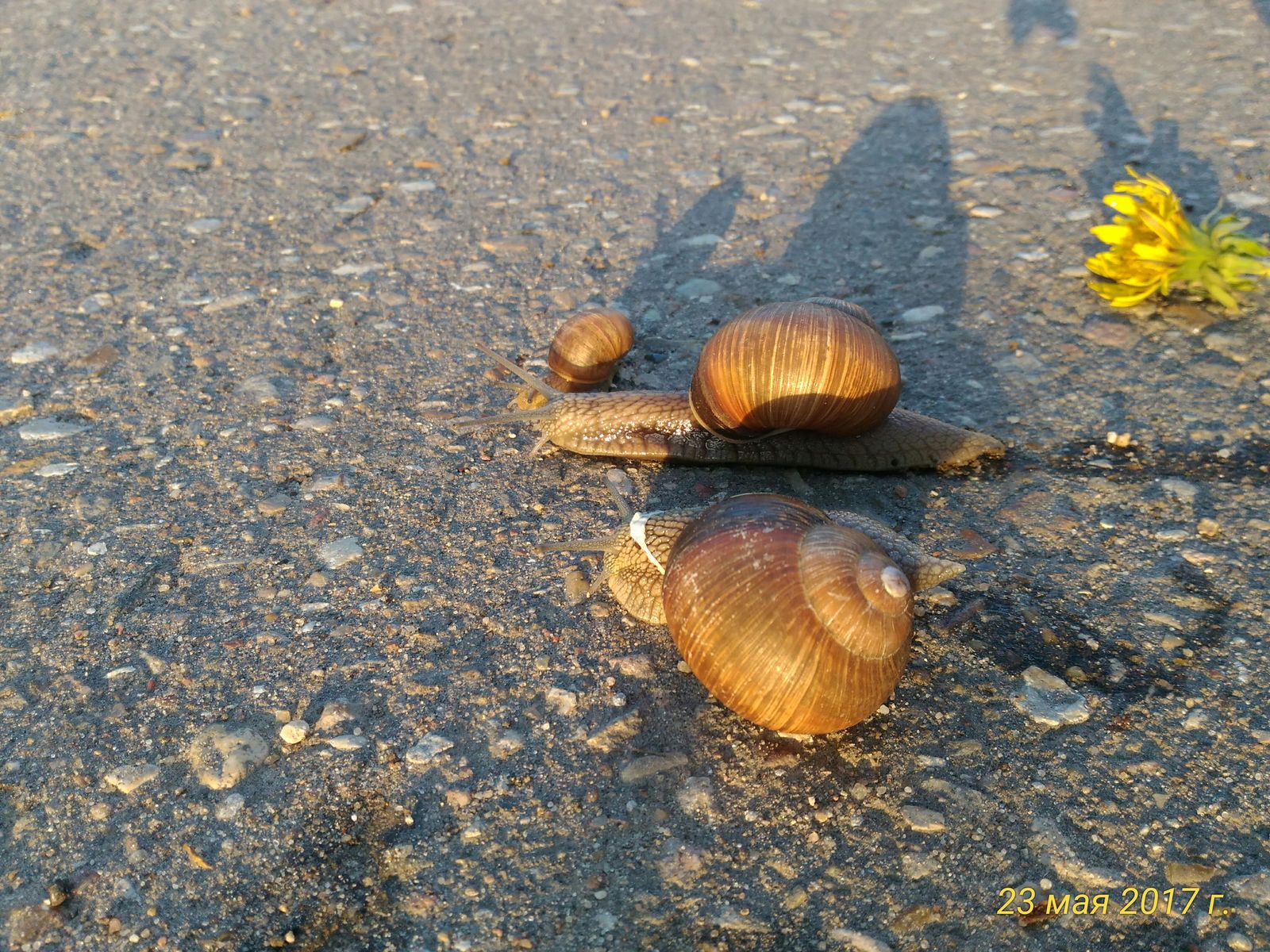 These are the animals that have bred near our house. - My, Achatina, Photo on sneaker, Tver region, Spring, , The photo, Longpost