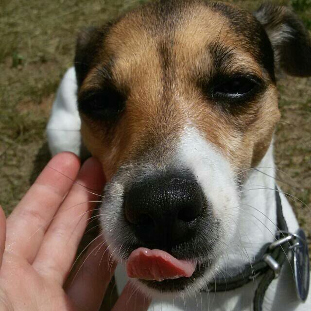 dog-tongue-showing - My, Jack Russell Terrier, Dog, Language