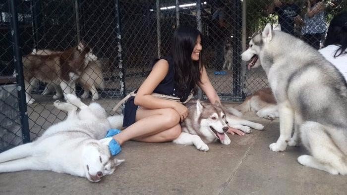 In Bangkok, there is a cafe where you can not only eat, but also play with husky. 25 dogs are always welcome guests. - Dog, Husky, Thailand, Cafe, Longpost