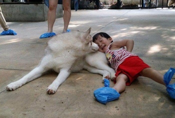 In Bangkok, there is a cafe where you can not only eat, but also play with husky. 25 dogs are always welcome guests. - Dog, Husky, Thailand, Cafe, Longpost