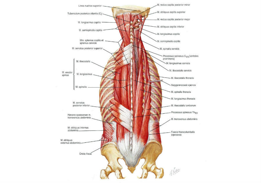 Позвоночник. Часть 1: Мышечно-тонический синдром - Моё, Медицина, Спина, Длиннопост