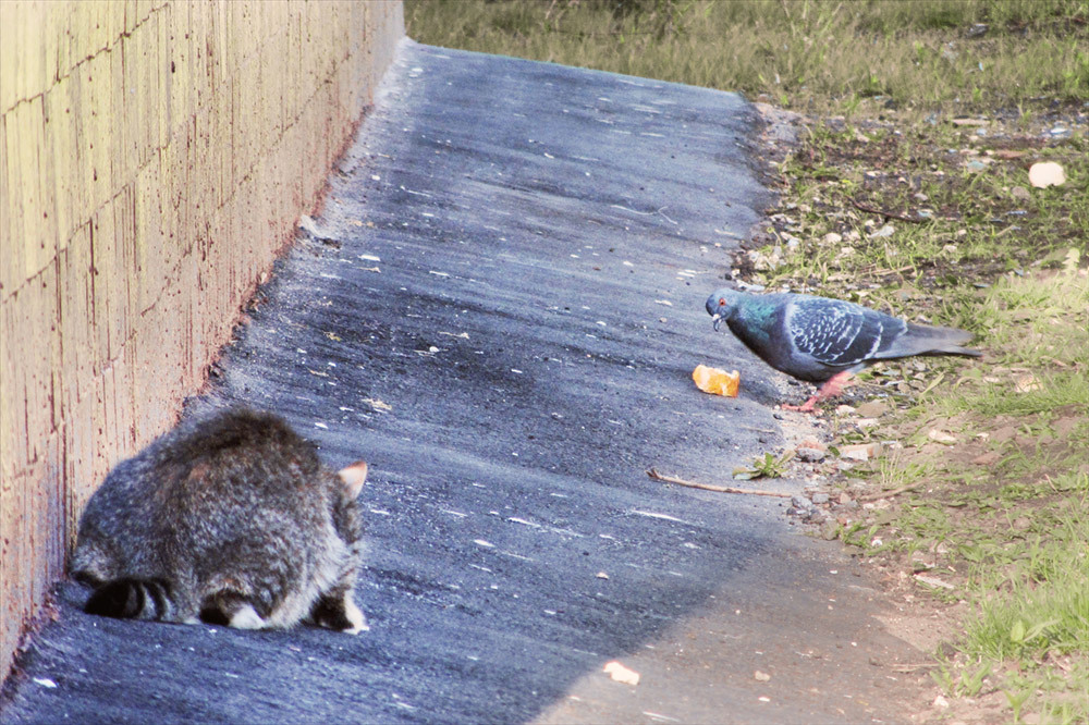 To eat or not to eat? - My, Hunting, cat, Pigeon, Bread