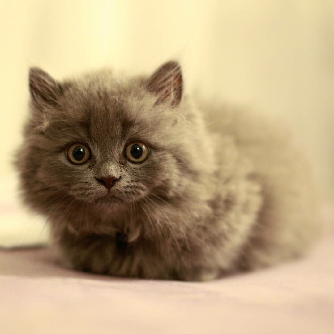 Loaf Kittens - cat, Loaf, Longpost