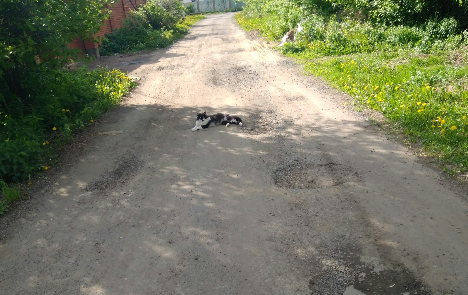 I'll rest here - My, cat, Road, Relaxation