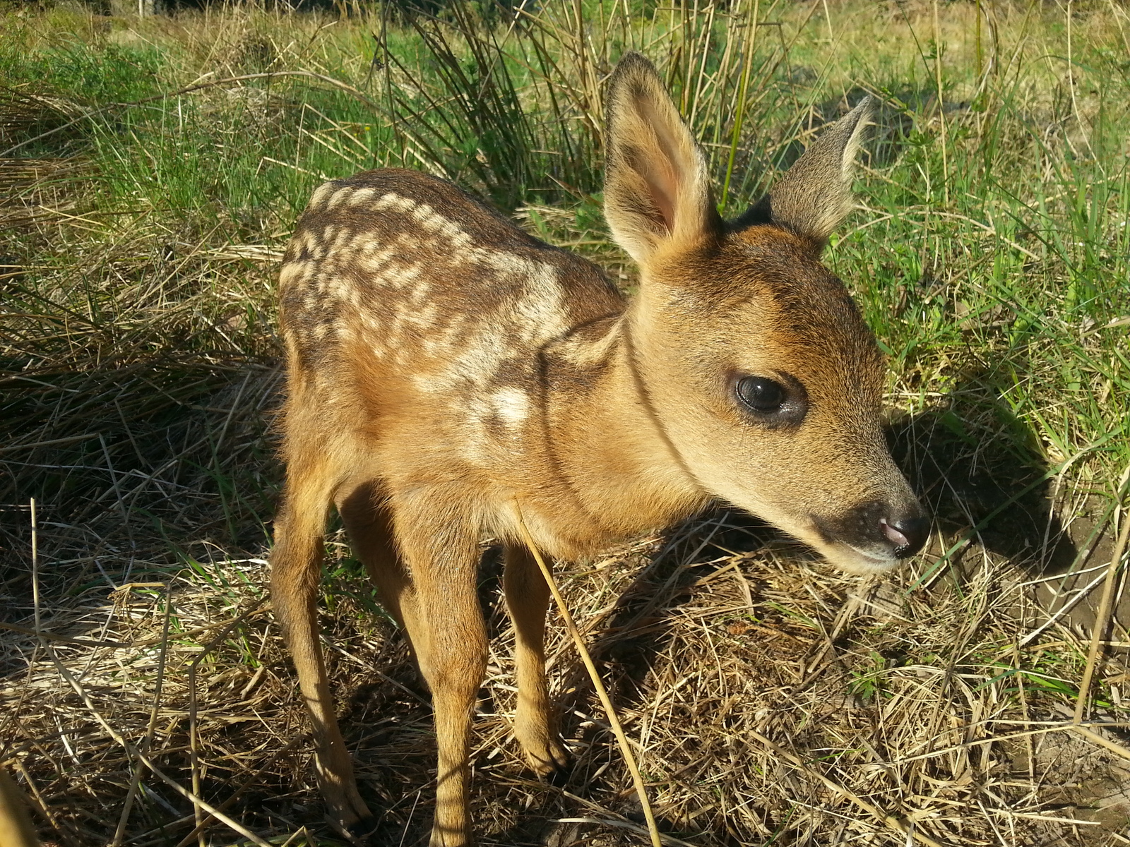 Bembi - Find, Forest, Bambi, Animals, Longpost