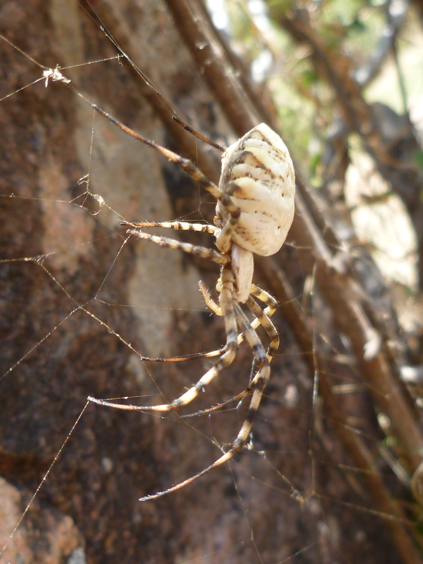 Spider - My, Spider, Web, Tajikistan, Longpost