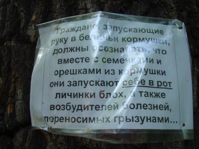 Who steals nuts from squirrels? - Squirrel, Theft, Burglars, Omsk, Theft