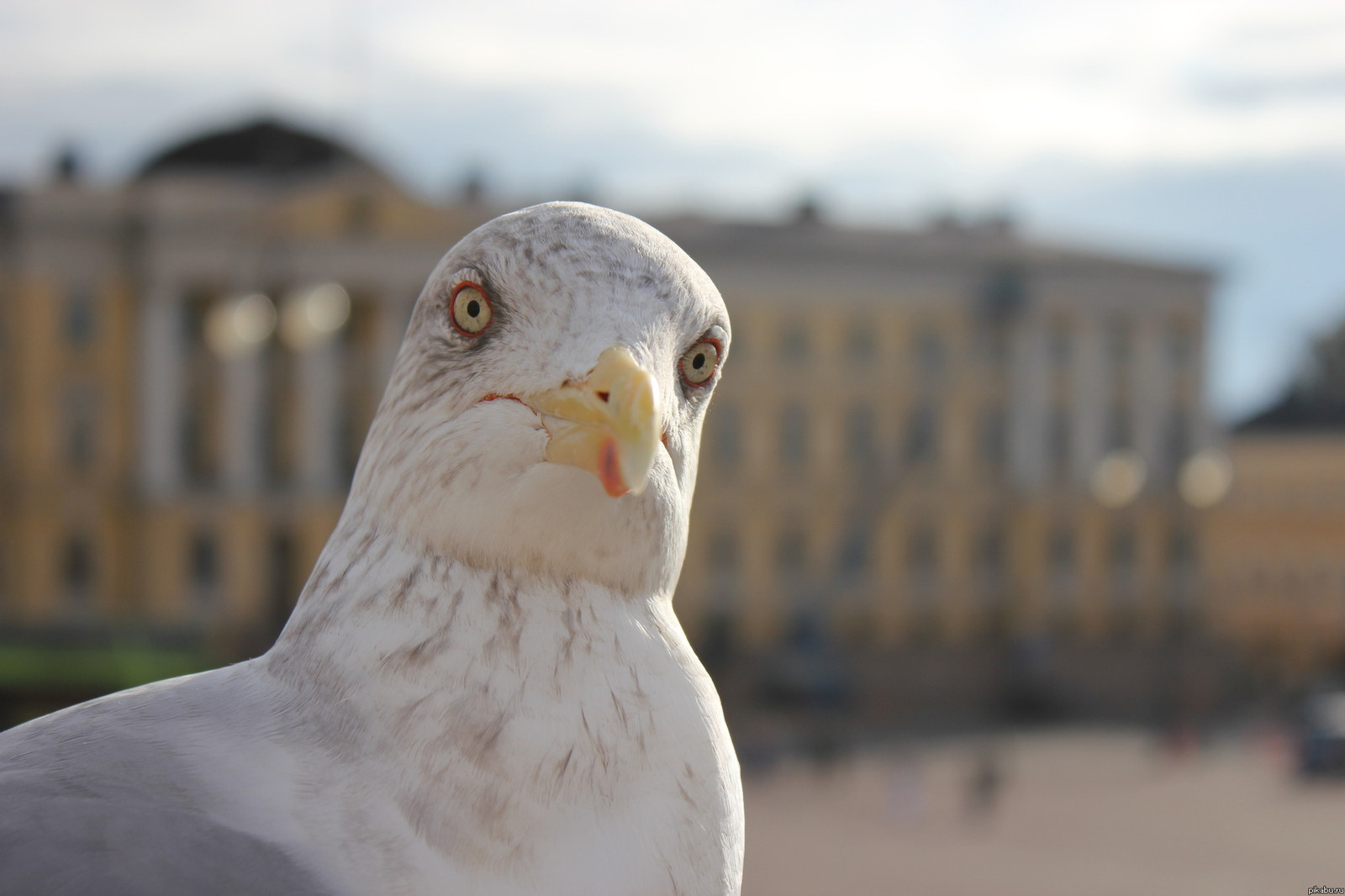 Random call to livelihood - Screenshot, Typo, Seagulls