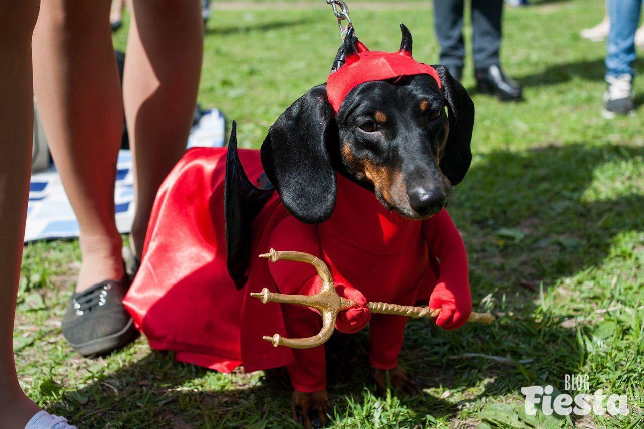 When you try to be brutal and dangerous))) - Dog, Dachshund, Parade, , Somewhere, Nicely, Saint Petersburg