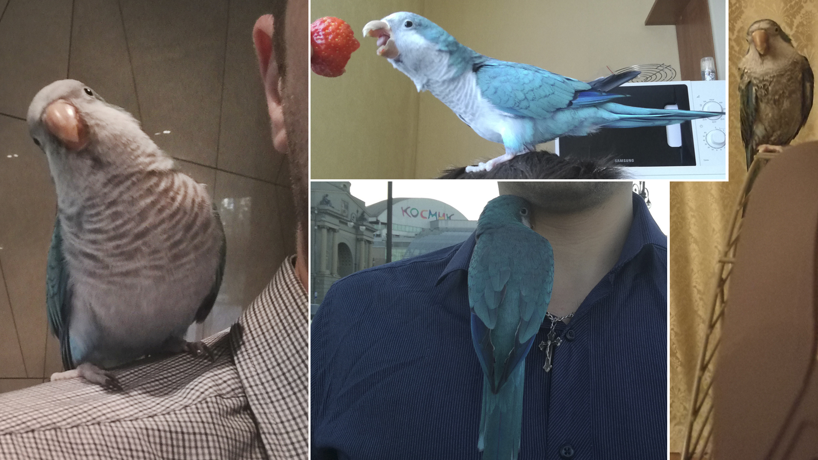 On a date with a parrot, a feathery driving (video), chicks, and strawberries with crab sticks - My, POLLY, , A parrot, Animals, Date, Friday, Behind the wheel, Video, Longpost