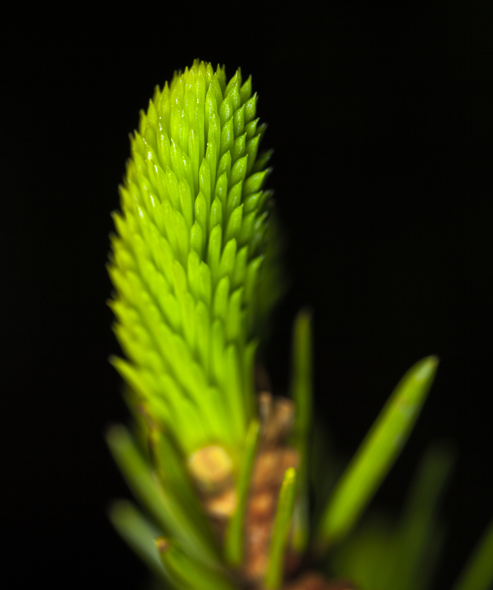 Tiny pine shoot - My, Macro, Pine, The escape, Macro photography