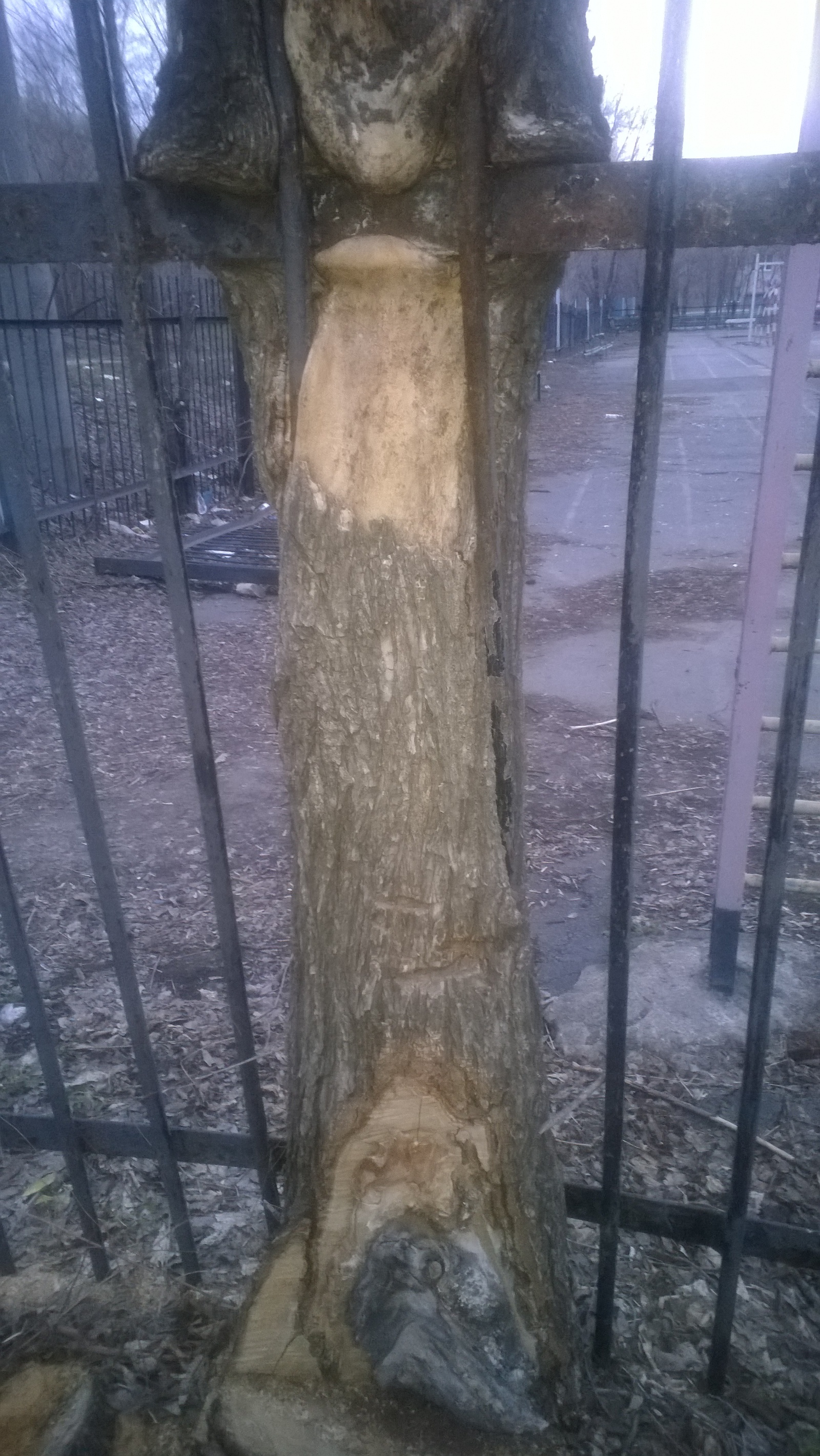 NATURE AND METAL. SNACK OF THE IRON FENCE. - My, Tree, Fence, Nature, Nature photo, Magnitogorsk, Interesting, , Longpost