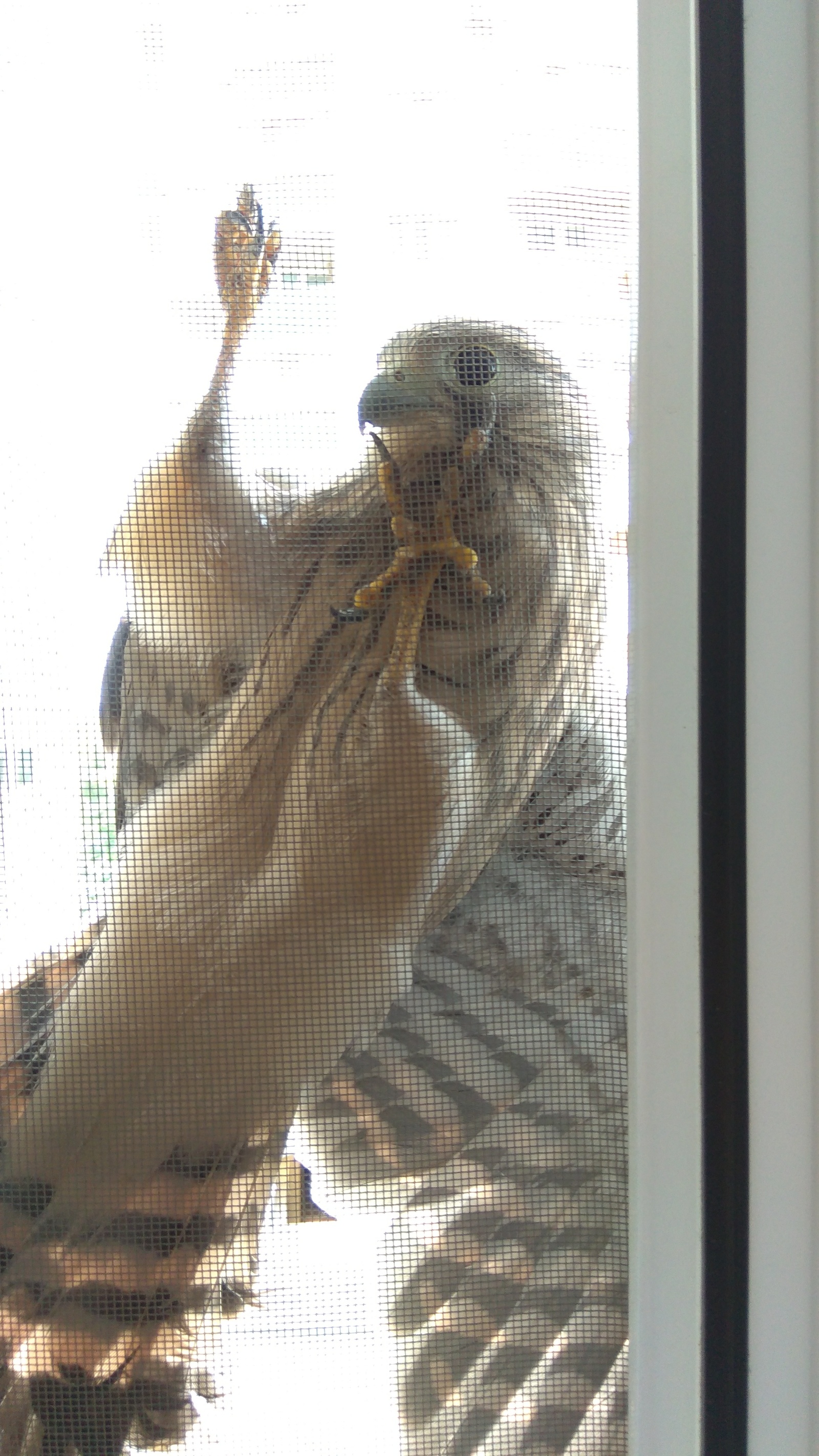 Unexpected guest. - My, Game, Falcon, Birds, Longpost, Krasnodar