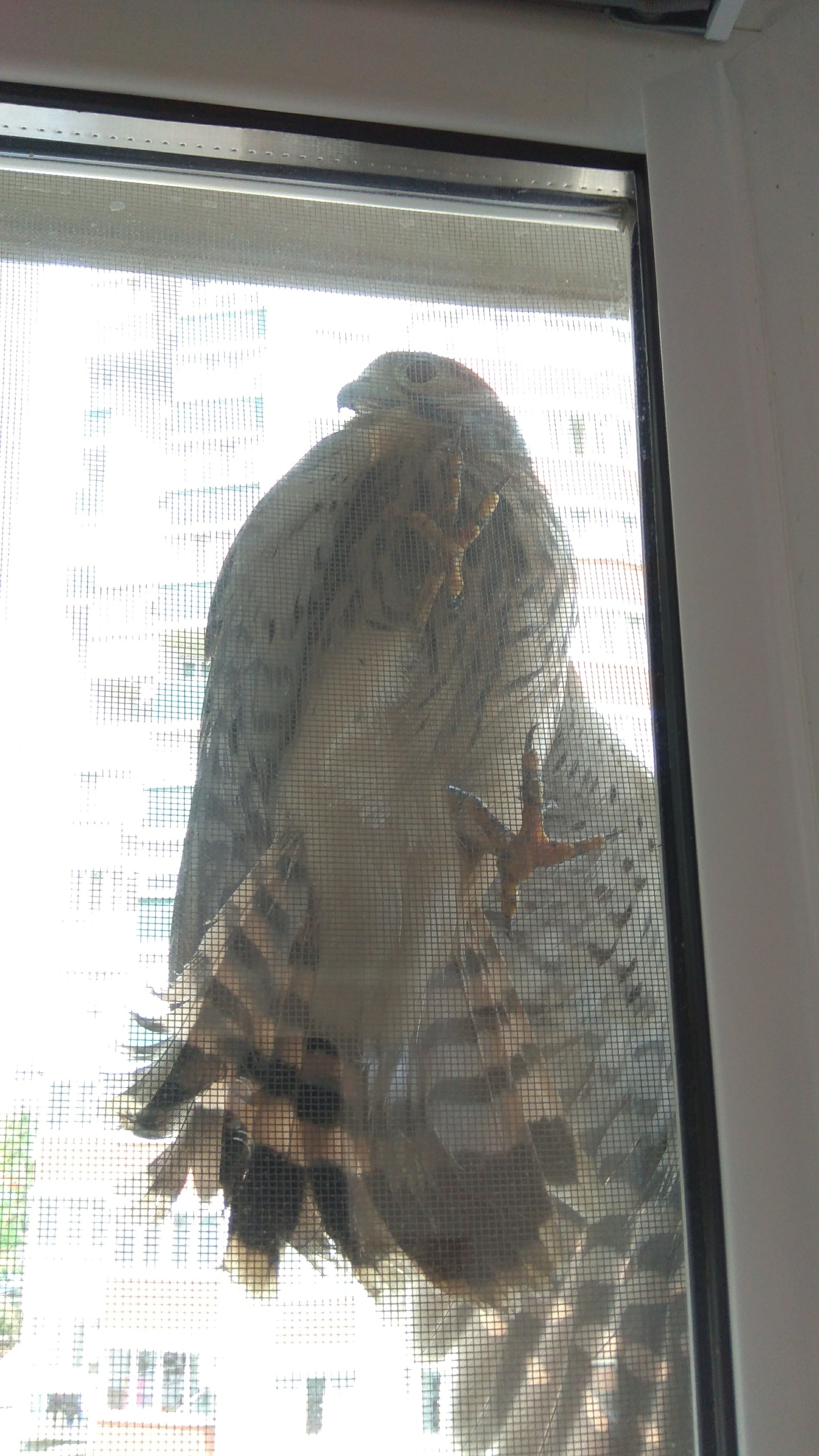 Unexpected guest. - My, Game, Falcon, Birds, Longpost, Krasnodar