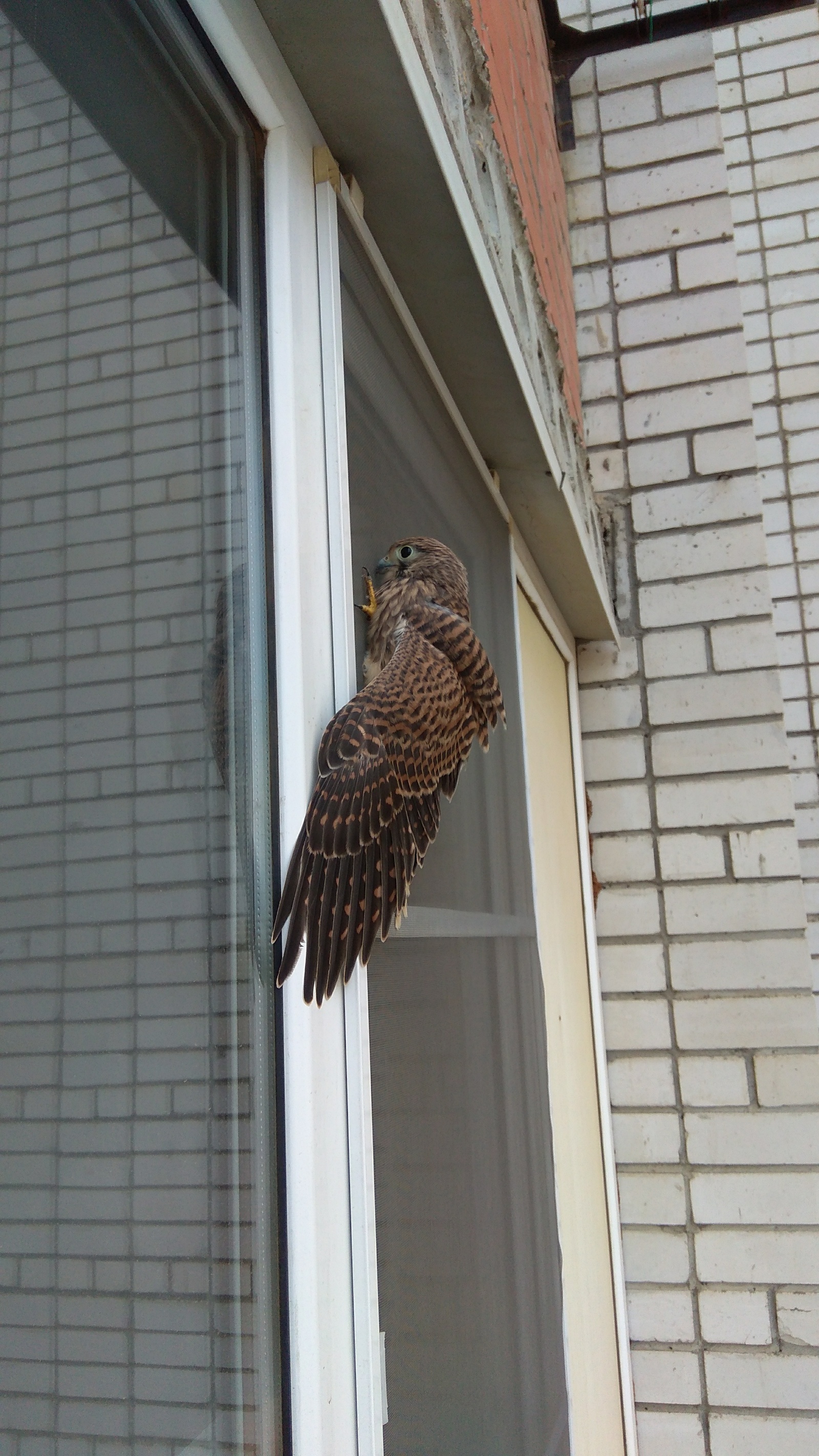 Unexpected guest. - My, Game, Falcon, Birds, Longpost, Krasnodar